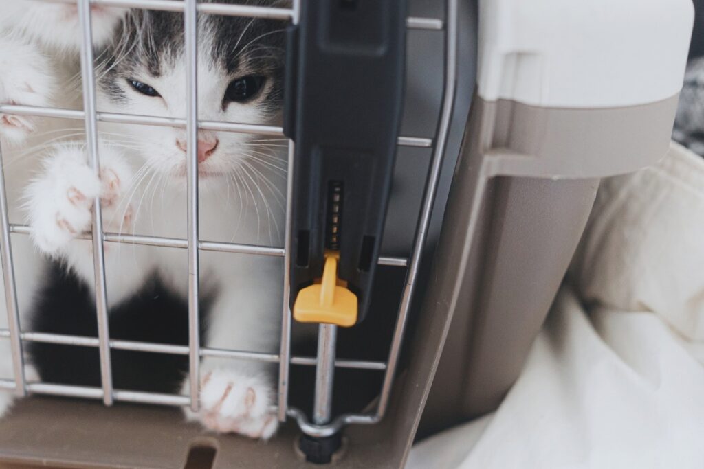 kattenopvang