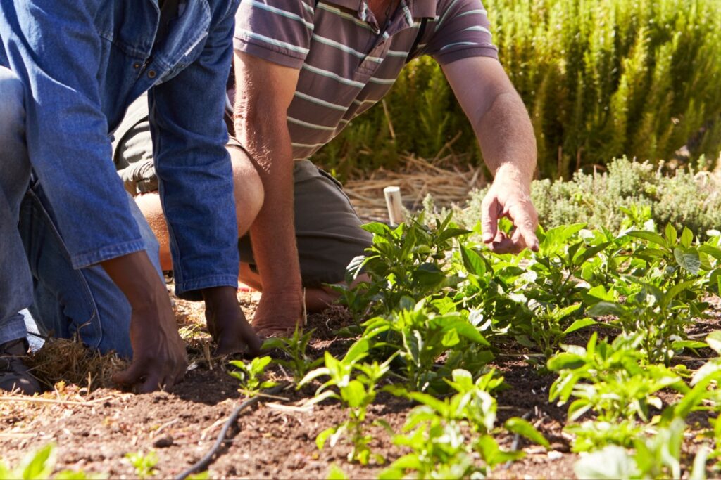 moestuin kern met pit